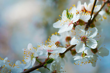 Cherry blossoms against a blue sky