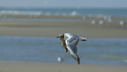 la mouette rieuse en vol - 3