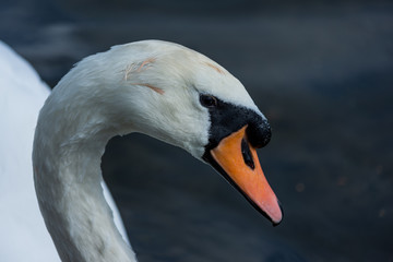 Swan head close up on blue background