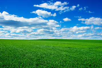 Image of green grass field and bright blue sky