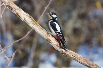 Great spotted woodpecker sits on a dry branch, on a clearing in the forest.