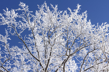 Frosty tree branch on blue sky background. Branch of tree with white hoarfrost. Christmas background. Winter time. Snowy tree.