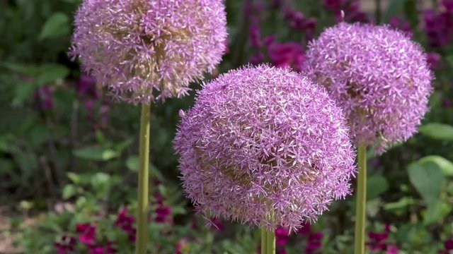 Close up of three purple Alliums, also know as the Flowering Onion, in bright sunshine.