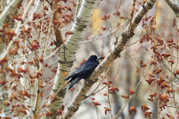 Rook sits a branch of a flowering poplar in the spring during the breeding season.