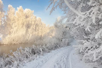 Photo sur Plexiglas Hiver Snowy winter. Frosty winter landscape with hoarfrost on plants and trees. Amazing winter scene on clear morning. Christmas background. Xmas time. Frost and snow in december. Snowy nature.