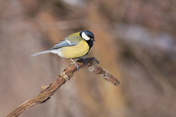 Great tit sits on a branch under the rays of the spring sun.