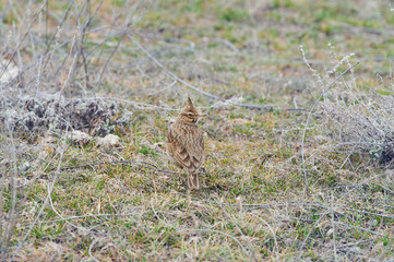 Crested lark sits on the ground in a natural habitat.