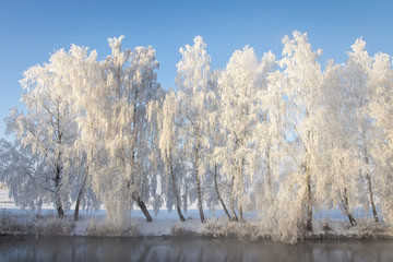 Panele Szklane  Zimowy krajobraz mroźnych białych drzew w rzędzie na brzegu rzeki. Piękna zimowa scena w jasny słoneczny dzień. Drzewa pokryte szronem na tle błękitnego nieba. Niesamowita malownicza zima. Mróz i śnieg.