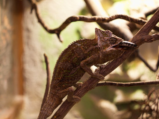 Chamaeleo calyptratus