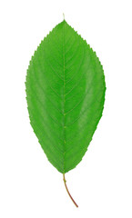 Fototapeta premium one green leaf isolated on white background
