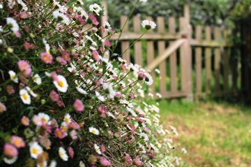 Wood gate with flowers