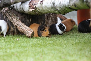 Meerschweinchen im Freigehege sitzen versteckt und scheu unter Ästen im grünen Gras, Nahaufnahme...