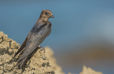 Caribbean Martin