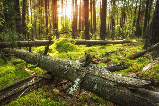 Fototapeta Autumn forest landscape. Bright sun in beautiful woodland. Ground covered by green moss. Old dry tree in green forest. Amazing forest in golden sunlight.