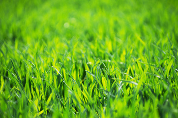 Green grass texture from a field
