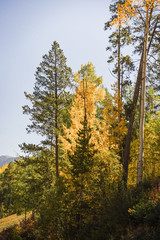 Yellow aspen trees in Vail, Colorado. 