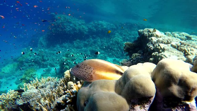 Paracirrhites forsteri, Diving. Tropical fish and coral reef. Underwater life in the ocean. 
