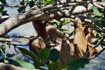 Faultier mit Baby auf Roatan Honduras