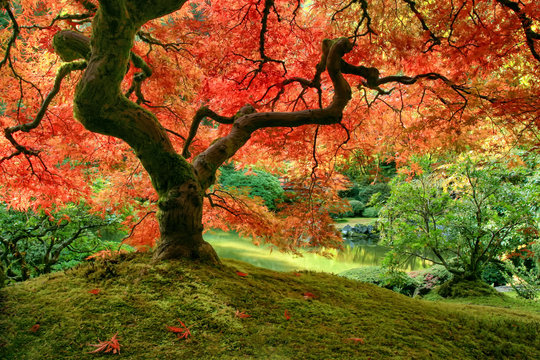 Japanese Maple tree in autumn on mossy mound