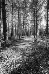 Beautiful black and white forest road in a   vintage park