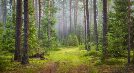 Foto op Plexiglas Natuur boslandschap. Groen zomerbos © dzmitrock87