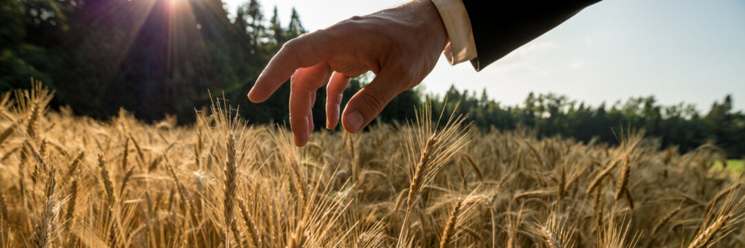 Panoramic view of businessman stroking ripening ears of golden wheat