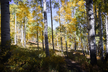 Yellow aspen trees in Vail, Colorado. 