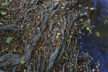 The roots of a tree in autumn