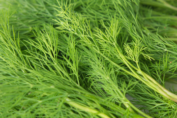 fresh green dill.  background of herb.