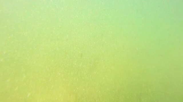 POV, swimming in murky water