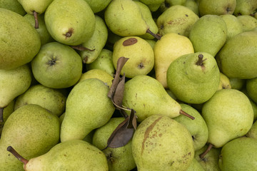 pears on green background