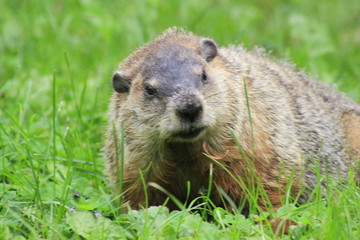 The Ground Hog. The ground hog is an early indicator of Springtime.