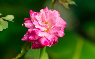 Rose Flower Beautyful Pink flower with Water Drops