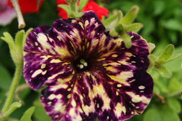 SONY DSC