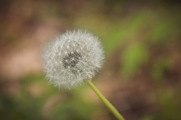 A dandelion on a background of green grass in the summer