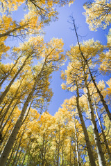 Autumn aspen leaves against the blue sky in Colorado. 