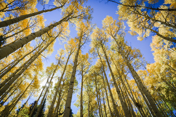 Autumn aspen leaves against the blue sky in Colorado. 