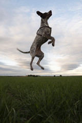 Obraz na płótnie Canvas Hunting dog jumping