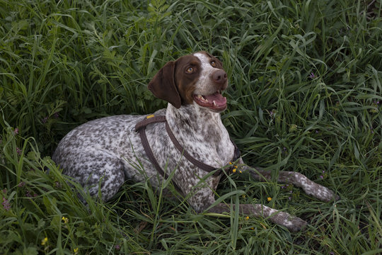 Hunting dog in the countryside