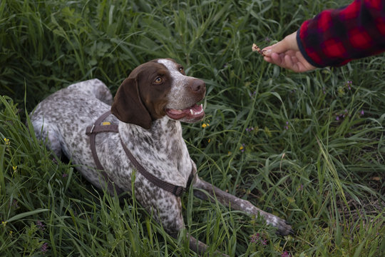 Hunting dog in the countryside being fed