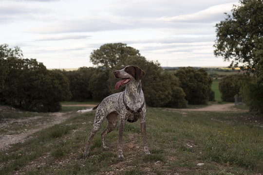 Hunting dog in the countryside