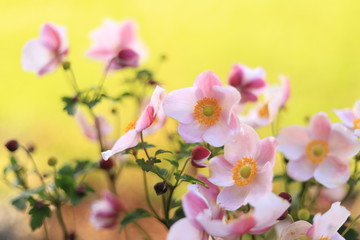 Light pink anemone 