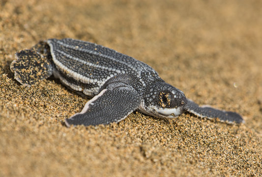 Baby Leatherback Sea Turtle