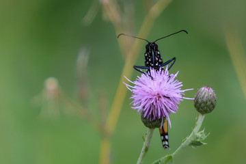 Face Of A Butterfly