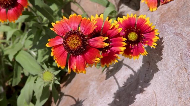 Close up of an red, orange and yellow Gaillardia or blanket flower in early spring