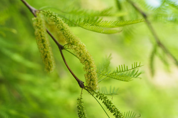 Native Honey mesquite(Prosopis glandulosa) tree in bloom