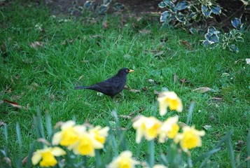 Black Bird in Garden