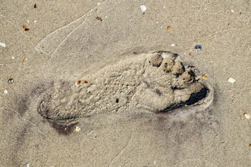 Trace of human foot on the wet sand beach