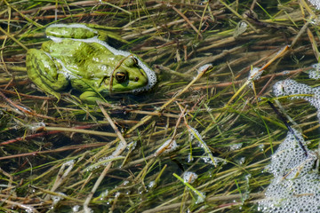Bright green marsh frog sits in algae of the lake (Pelophylax ridibundus)