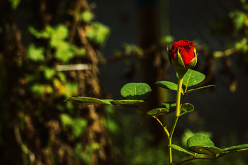 Bright red rose in dark green tones